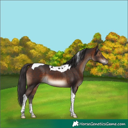Horse Color:Brown Tobiano