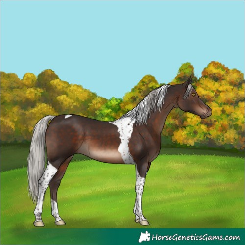 Horse Color:Silver Brown Tobiano 