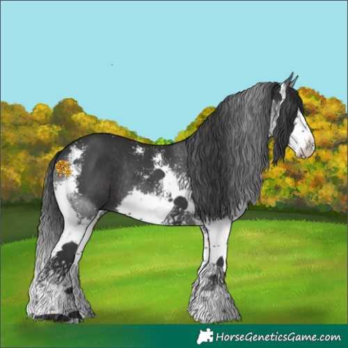 Horse Color:Black Sabino Splash Rabicano 