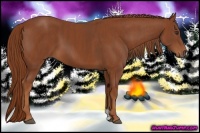 Horse Color:Chestnut  Brindle