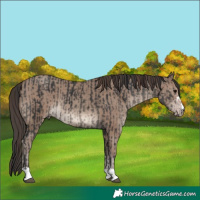Horse Color:Black  and Classic Champagne 