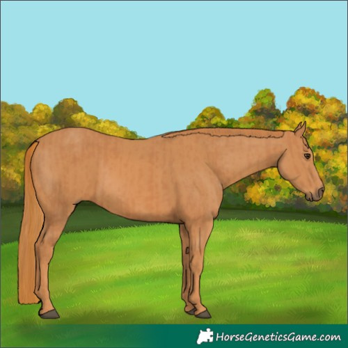 Horse Color:Chestnut and Chestnut