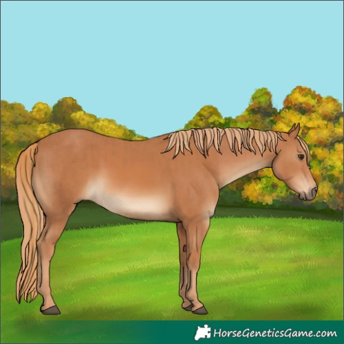 Horse Color:Chestnut  and Chestnut 