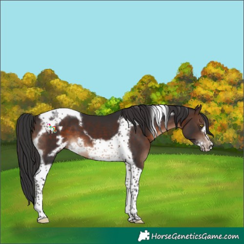 Horse Color:Brown Tobiano Frame 