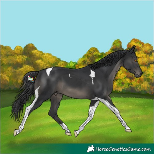 Horse Color:Black Tobiano