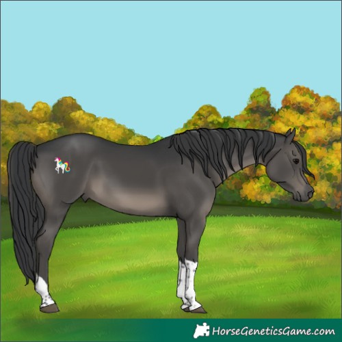 Horse Color:Black Tobiano
