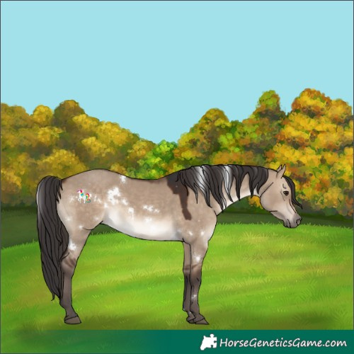 Horse Color:White Spotted Brown Dun Rabicano