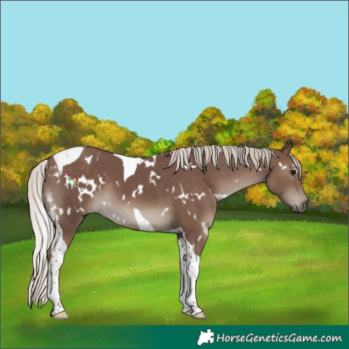 Horse Color:White Spotted Silver Black Tobiano