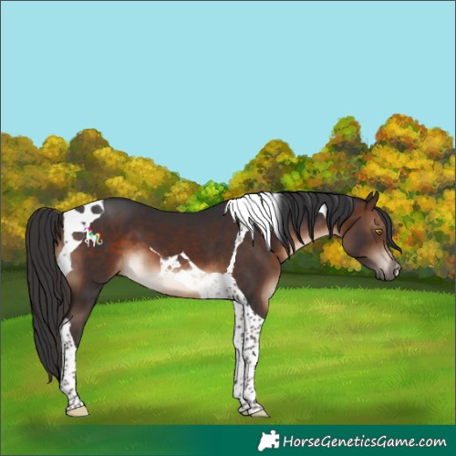 Horse Color:Brown Tobiano 