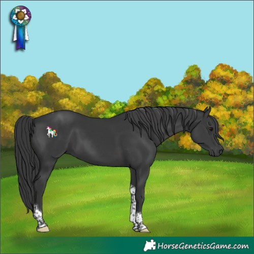 Horse Color:Black Tobiano 