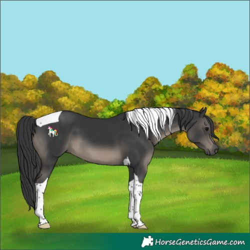Horse Color:Black Tobiano 