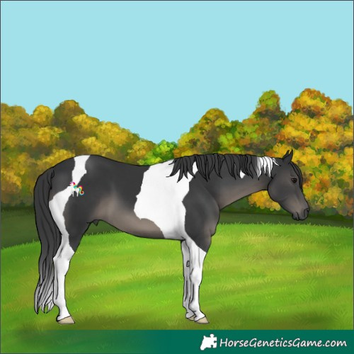 Horse Color:Black Tobiano 