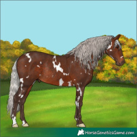 Horse Color:White Spotted Silver Brown Rabicano