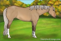 Horse Color:Silver Bay Dun