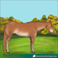 Horse Color:Chestnut and Chestnut