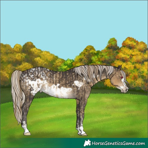 Horse Color:Classic Cream Champagne Appaloosa and Silver Smoky Black Frame Rabicano