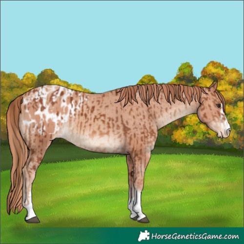 Horse Color:Chestnut Appaloosa  and Gold Champagne Appaloosa 
