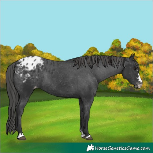 Horse Color:Black Appaloosa Rabicano