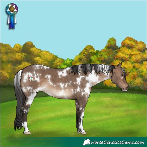 Horse Color:White Spotted Brown Dun 