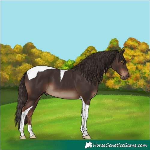 Horse Color:Liver Chestnut Tobiano