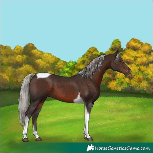 Horse Color:Silver Brown Tobiano