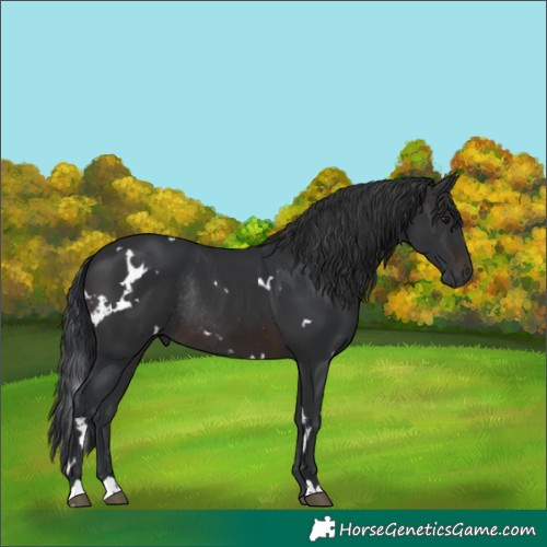 Horse Color:White Spotted Brown Rabicano 
