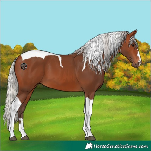 Horse Color:Silver Brown Tobiano 