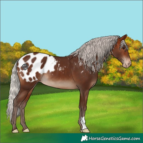 Horse Color:Silver Bay Appaloosa 