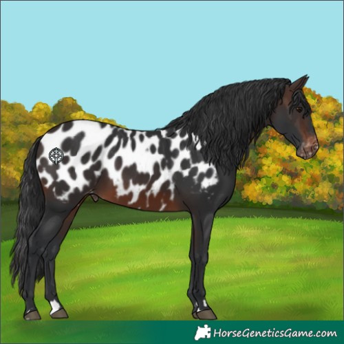 Horse Color:Brown Appaloosa 