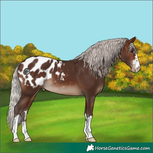 Horse Color:Silver Brown Blanket 
