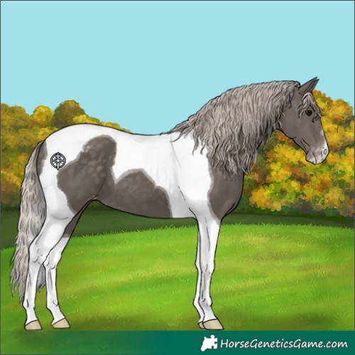 Horse Color:Silver Black Tobiano Appaloosa 