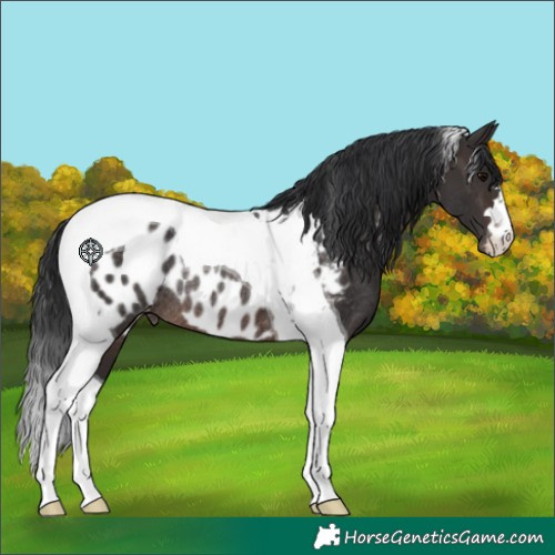 Horse Color:Brown Tobiano Appaloosa Rabicano