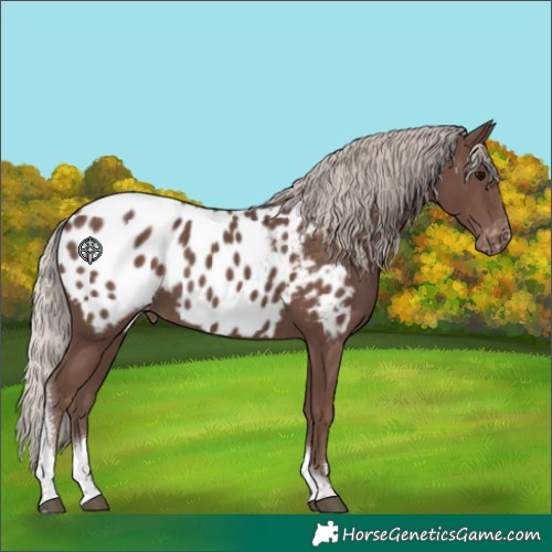 Horse Color:Silver Black Tobiano Near Leopard