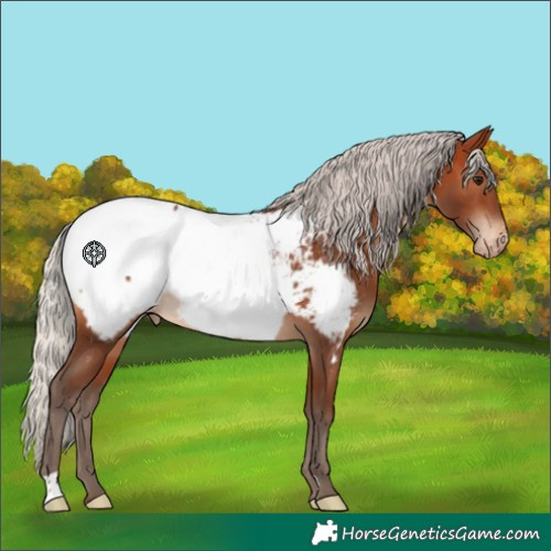 Horse Color:Silver Brown Near Fewspot 