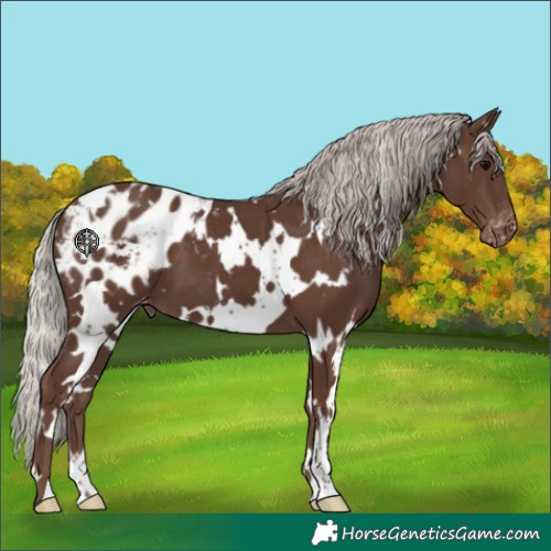 Horse Color:White Spotted Silver Black Appaloosa 