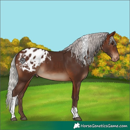 Horse Color:Silver Brown Tobiano Appaloosa
