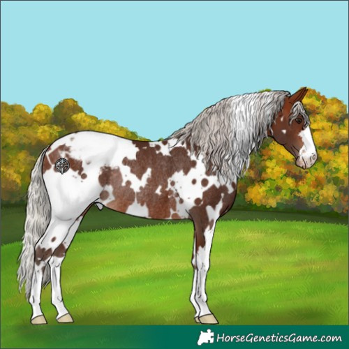 Horse Color:White Spotted Silver Bay Appaloosa Rabicano