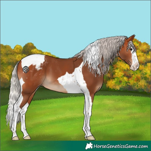 Horse Color:Silver Bay Splash Tobiano Appaloosa