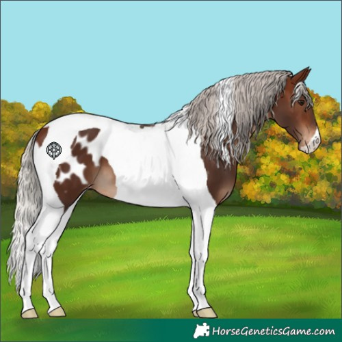 Horse Color:Silver Brown Tobiano Appaloosa 