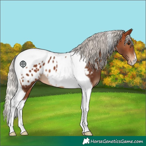 Horse Color:Silver Brown Tobiano Appaloosa 