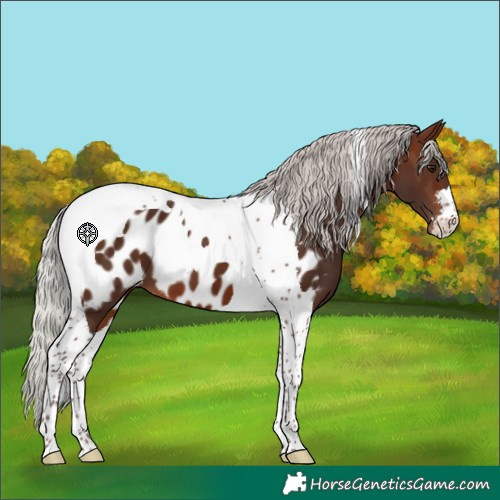 Horse Color:Silver Brown Tobiano Appaloosa 