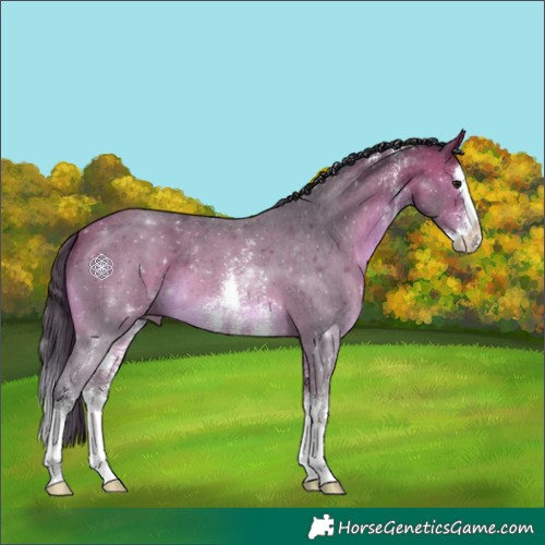 Horse Color:Bay Sabino Splash