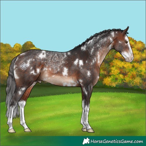 Horse Color:White Spotted Bay Splash 