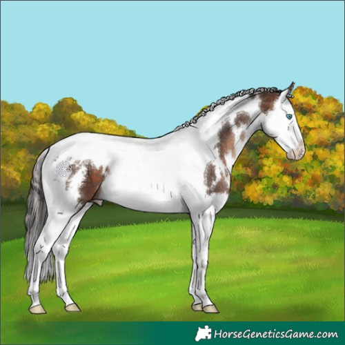 Horse Color:White Spotted Bay Splash Tobiano