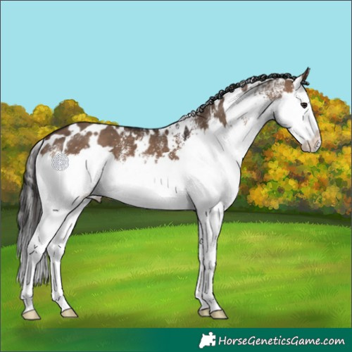 Horse Color:White Spotted Brown Dun Splash