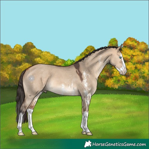 Horse Color:Bay Dun Sabino Splash 