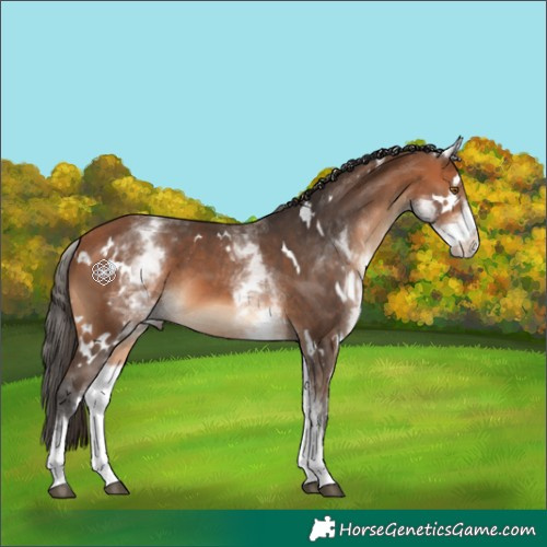 Horse Color:White Spotted Bay 