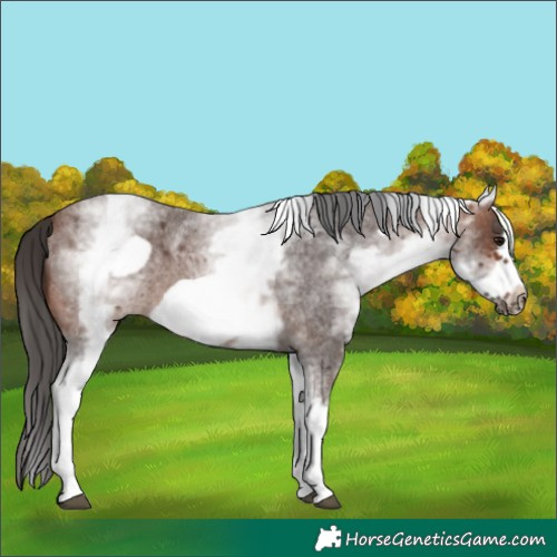 Horse Color:White Spotted Brown Roan Frame 