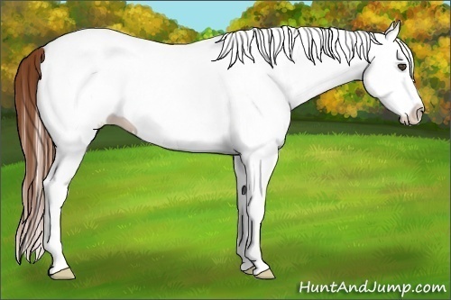Horse Color:White Spotted Chestnut Splash 