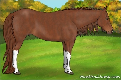Horse Color:Chestnut  Brindle